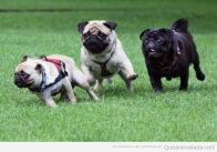 foto-graciosa-perro-carlino-pug-carrera-funny-race